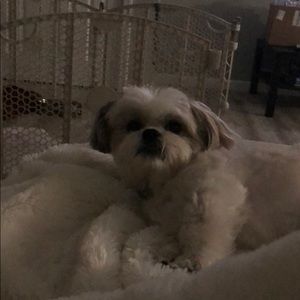 Meet your Posher, Liz